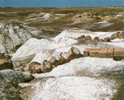 Petrified Forest National Park - Arizona