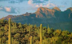 Saguaro National Park - Arizona