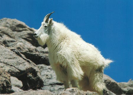 Schneeziege in den Rocky Mountains - Colorado