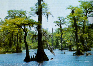 Everglades - Florida