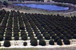 Zitronenplantagen in Florida