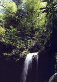 Grotto Falls - Motor Nature Trail - Great Smokey  Mountain National Park - Tennessee
