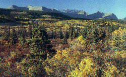 St. Mary Mountain - Montana