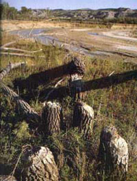 Theodore Roosevelt National Park - North Dakota