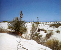 White Sands National Monument - New Mexico