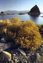 Pyramid Lake bei Reno - Nevada
