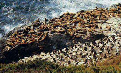 Seehundkolonie bei Florence - Oregon