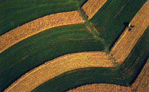 Maisfeld in Wisconsin